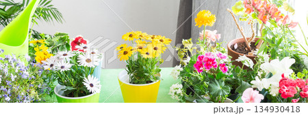 Spring decoration of a home balcony or terrace with blooming geraniums and petunias, ivy trailing, reflecting biophilic design and home gardening leisure, banner 134930418