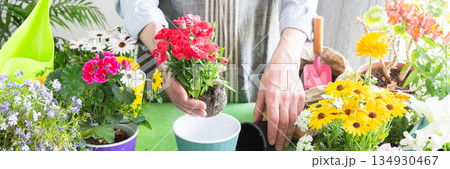 Spring balcony scene with a gardener arranging colorful carnation in pots, set against a green leafy backdrop, emphasizing home gardening, care and a joyful hobby atmosphere, banner 134930467