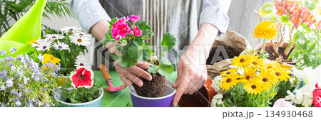Vibrant scene with a man tending potted geranium, green foliage around, emphasizing hobby gardening, spring decor and outdoor enjoyment, spring terrace or balcony decorated with blooming flowers 134930468