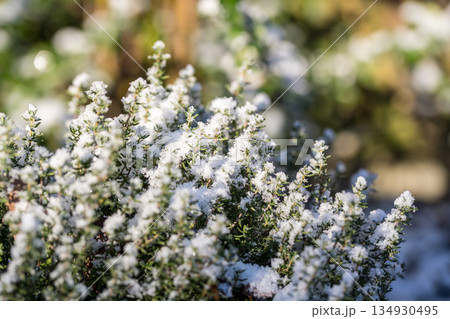First snow. Abstract winter background, thyme bush covered in fresh snow 134930495