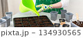 A woman gardener plants tomato and pepper seedlings in plastic forms 134930565