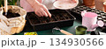 A man sows tomato seeds into a seed tray at home, surrounded by gardening tools and seed packets. He is engaged in spring garden preparation, nurturing plants from seed stage, banner 134930566