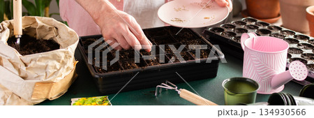 A man sows tomato seeds into a seed tray at home, surrounded by gardening tools and seed packets. He is engaged in spring garden preparation, nurturing plants from seed stage, banner A man sows tomato seeds into a seed tray at home, surrounded by gardening tools and seed packets. He is engaged in spring garden preparation, nurturing plants from seed stage, banner 134930566