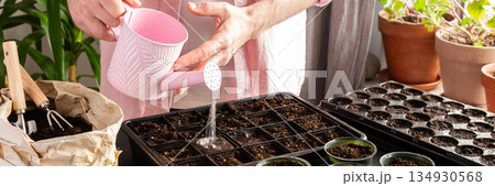 Preparing for spring work in the garden, planting tomato seeds for seedlings at home, a man watering freshly planted seedlings, banner 134930568