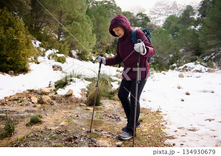 Hiker Woman Walking Snowy Trail With Trekking Poles In Nature Hiker Woman Walking Snowy Trail With Trekking Poles In Nature 134930679