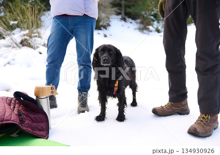 Winter Outdoor Walk With Dog, Friends, And Hiking Gear On Snowy Trail 134930926
