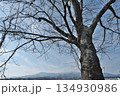 冬の晴れた日の冬木立 134930986
