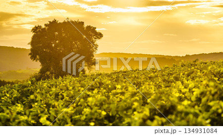 Vineyard at sunset. France Vineyard at sunset. France 134931084