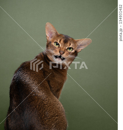 angry cat looking back over shoulder meowing angry cat looking back over shoulder meowing 134931482