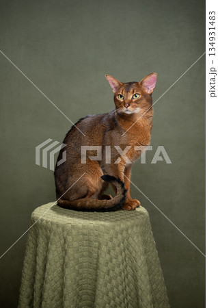abyssinian cat portrait on green background abyssinian cat portrait on green background 134931483