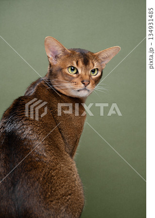 fawn abyssinian cat portrait on green background fawn abyssinian cat portrait on green background 134931485
