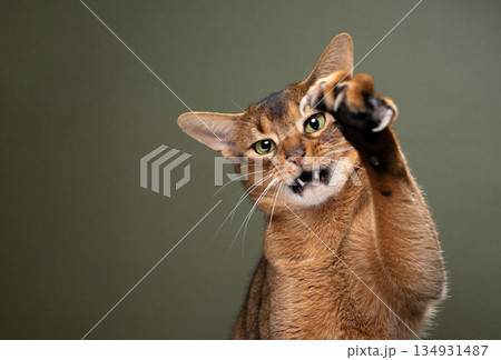 playful cat raising paw with extended claws looking aggressively 134931487