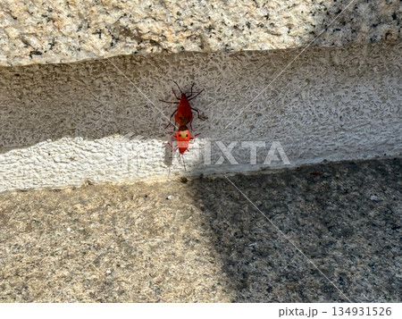 Red Insects Mating on Wall Red Insects Mating on Wall 134931526