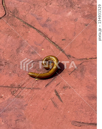 Curled Millipede on Red Pavement 134931529