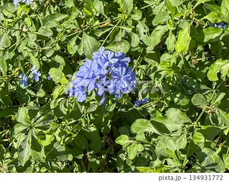 Blue Plumbago Flower Close Up 134931772