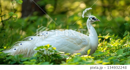 white peacock in daylight sunny day 134932248