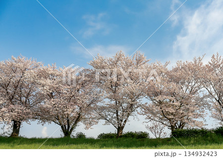 青空に映える満開の桜並木 134932423
