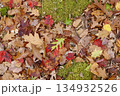 秋の落ち葉と苔が広がる森の地面（カナダ） 134932526