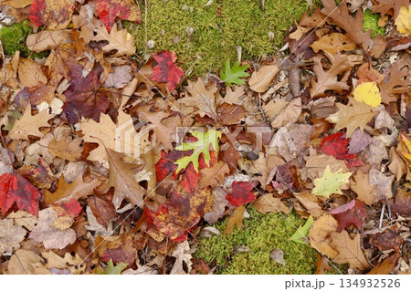 秋の落ち葉と苔が広がる森の地面（カナダ） 134932526
