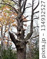 秋の森に立つ古い木と自然の風景 134932527