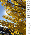 青空に映えるイチョウの黄色い葉 134932529