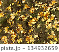 地面に散ったイチョウの落ち葉 134932659