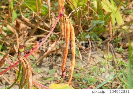 Agriculture field. Vigna mungo seed head in meadow in sunny day. Black matpe plant in gardening. Organic plant in farming. Agriculture field. Vigna mungo seed head in meadow in sunny day. Black matpe plant in gardening. Organic plant in farming. 134932881