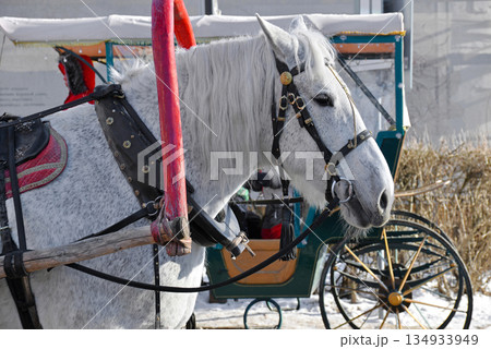 Gray horse with red drawbar close up Gray horse with red drawbar close up 134933949