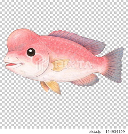 [Sea creatures] Colored pencil illustration of a grouper 134934109