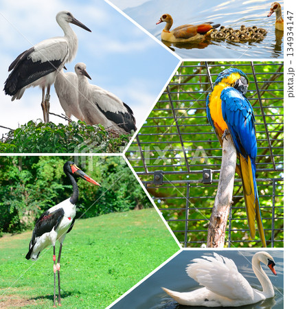 Beautiful Birds of the World Collection.Avian Life in Natural and Captive Habitats 134934147