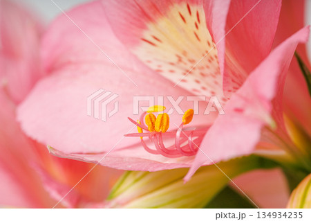 pink alstroemeria flower, Lily of the Incas, in vase on isolated white background 134934235