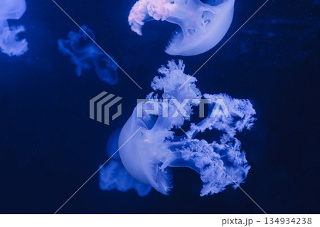 underwater photos of jellyfish marble jellyfish lychnorhiza lucerna 134934238