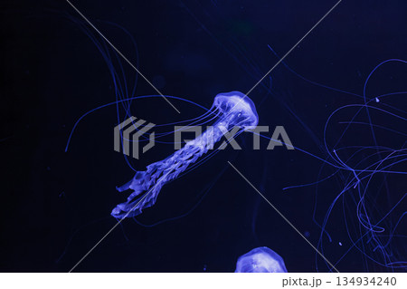 underwater photos of jellyfish chrysaora achlyos jellyfish black sea nettle underwater photos of jellyfish chrysaora achlyos jellyfish black sea nettle 134934240