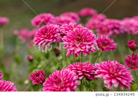 Beautiful chrysanthemum bushes yellow, red, white, pink, red colors 134934249