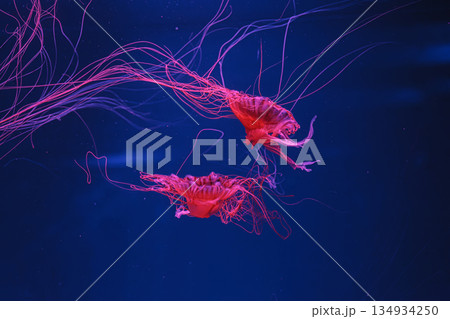 underwater photos of jellyfish chrysaora pacifica jellyfish japanese sea nettle 134934250