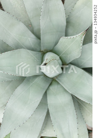 Exotic plant Agave americana Latifolia Exotic plant Agave americana Latifolia 134934252