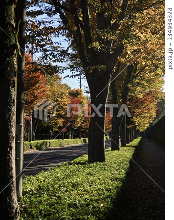 紅葉したメタセコイアの並木道 紅葉したメタセコイアの並木道 134934328