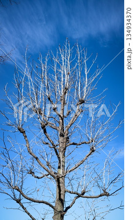 アメリカフウ　冬 134934370