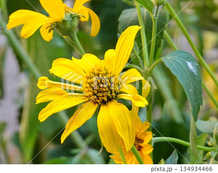 Bright yellow flowers in sunlit flowerbed. Heliopsis helianthoides. Selective focus 134934466