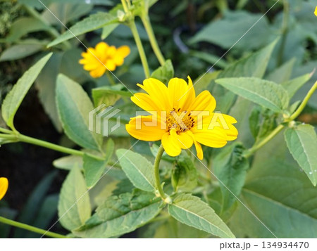 Bright yellow flowers in a sunlit flowerbed. Heliopsis helianthoides, rough oxai, smooth oxai, sunflower Bright yellow flowers in a sunlit flowerbed. Heliopsis helianthoides, rough oxai, smooth oxai, sunflower 134934470