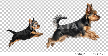 An adult Yorkipoo and its puppy play in a bright and clear area. The puppy leaps excitedly while the adult dog runs beside it. Both exhibit lively energy and joy in their actions. 134934575
