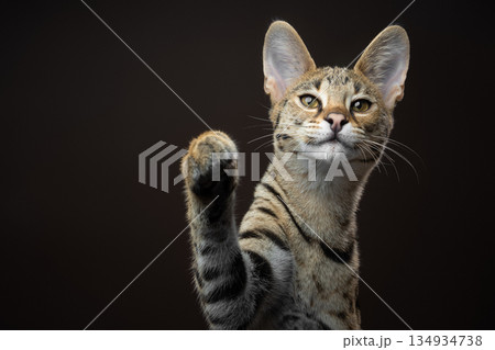 Playful Savannah F1 Kitten with raised paw Playful Savannah F1 Kitten with raised paw 134934738