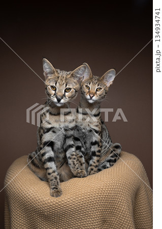 two Savannah F1 Kittens sitting side by side 134934741