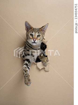 Savannah F1 Kitten peeking out of torn paperhole in cardboard 134934751