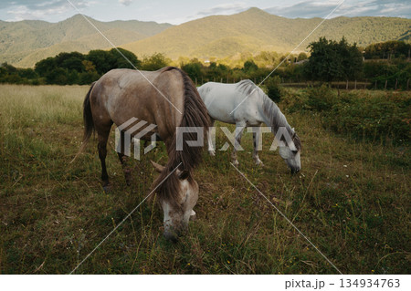 Horses grazing in a field near mountains during late afternoon light 134934763