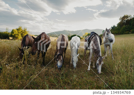 Horses grazing in a field with mountains and clouds in the background during daylight Horses grazing in a field with mountains and clouds in the background during daylight 134934769