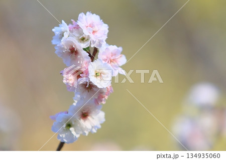 開花した十月桜 小さな花びらの桜 開花した十月桜 小さな花びらの桜 134935060