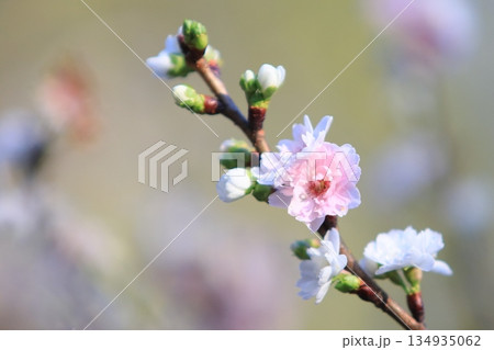 開花した十月桜 小さな花びらの桜 開花した十月桜 小さな花びらの桜 134935062