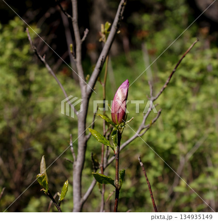 A pink bud of a lily-flowered magnolia Magnolia liliiflora in early spring in sunlight. Beautiful spring floral background. A pink bud of a lily-flowered magnolia Magnolia liliiflora in early spring in sunlight. Beautiful spring floral background. 134935149