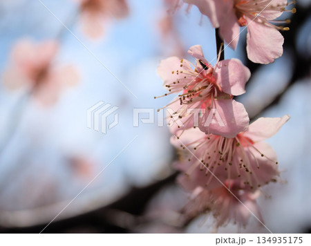 3月に咲いたピンク色の梅の花「紅冬至（コウトウジ）」 134935175